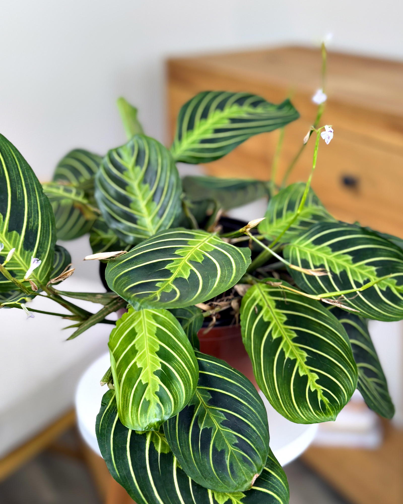 calathea vermehrung Calathea Roseopicta | Korbmarante