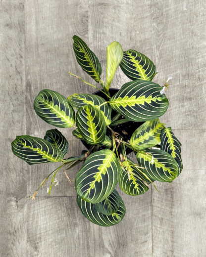 Lemon Lime Maranta