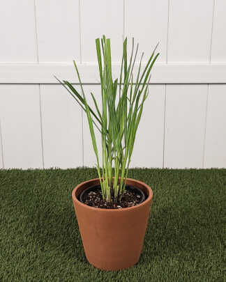 Lemongrass