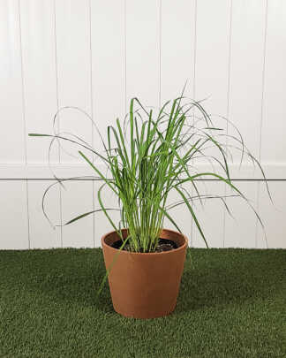 Lemongrass