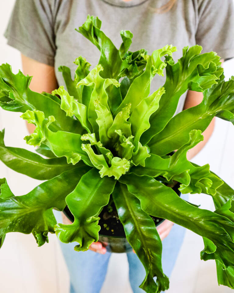 Buy Asplenium antiquum �Leslie�, Leslie Bird�s Nest Fern