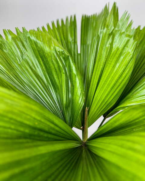 Foliage Foliage