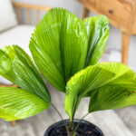 Licuala Grandis