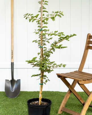 lignum vitae large