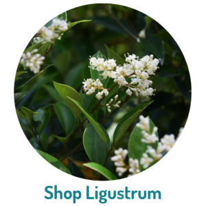 Ligustrum ligustrum