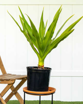 lily large