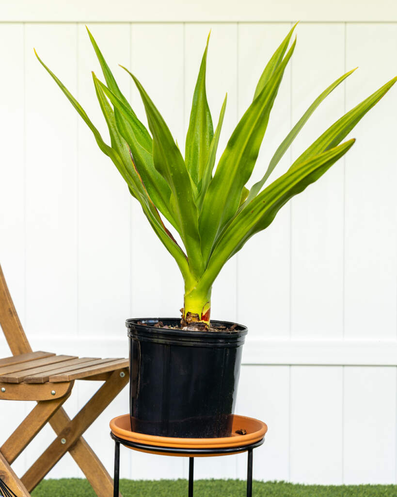 Crinum Lily
