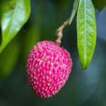 litchi
