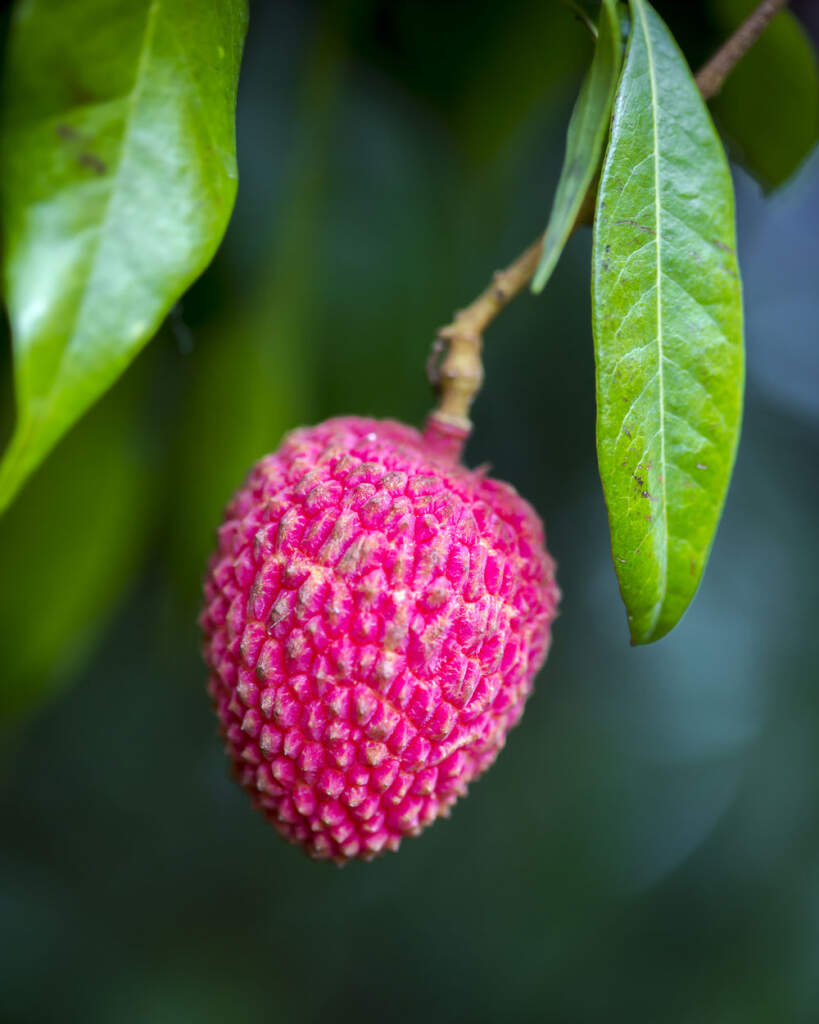 Litchi chinensis ‘Sweetheart’, Lychee Nut Tree PlantVine