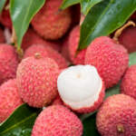 litchi fruit