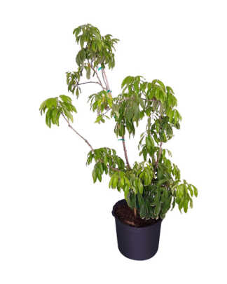 litchi chinensis xl