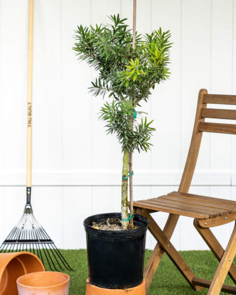 Large Tree Large Tree