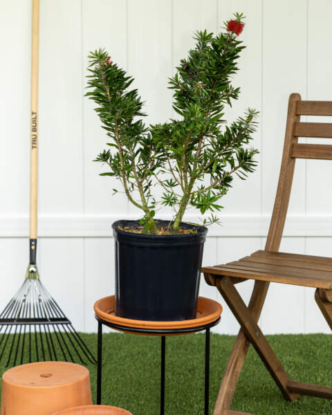 Large Bush Large Bush