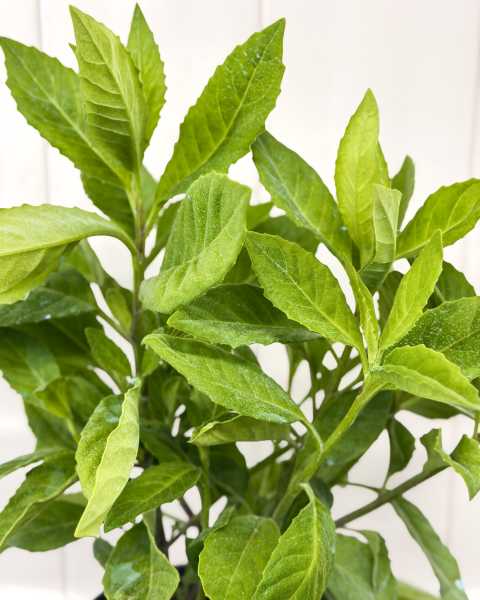 Foliage Foliage