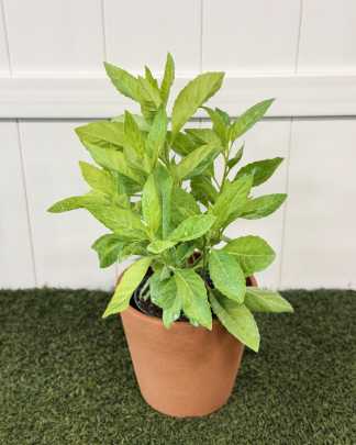 Longevity spinach - Medium