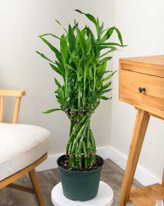 Lucky Bamboo Spiral