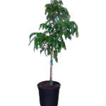 lychee nut tree sweetheart