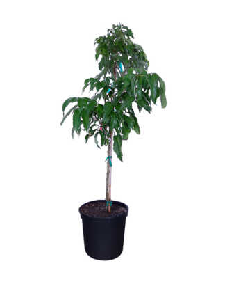 lychee nut tree sweetheart