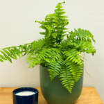 macho fern