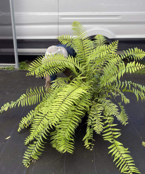 MachoFern_LP MachoFern_LP