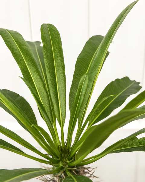 Foliage 1 Foliage 1