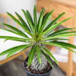 Madagascar Palm