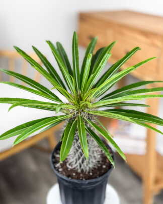 Madagascar Palm