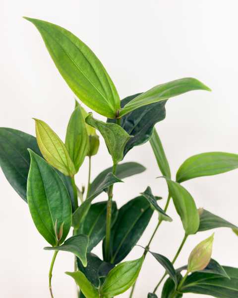 Foliage 1 Foliage 1