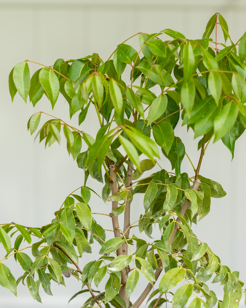Swietenia mahagoni, Mahogany Tree PlantVine