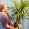 majesty palm
