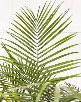 Majesty Palm