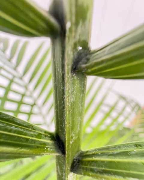 Foliage 2
