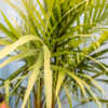 majesty palm