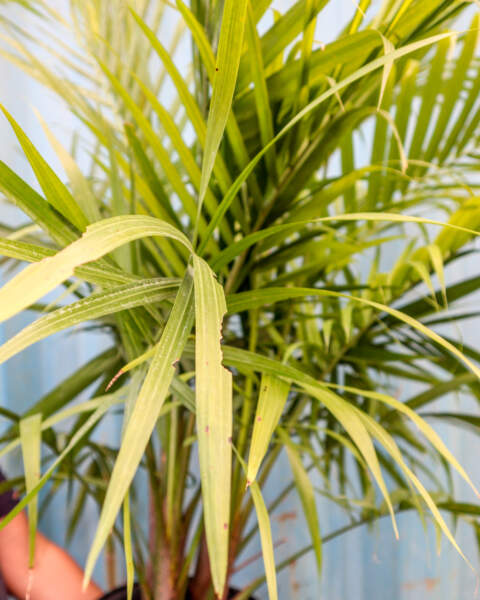 Leaves
