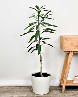 Mallika Mango Tree - Large