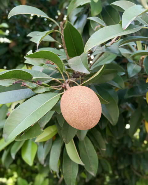 Fruit