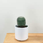 mammillaria hahniana