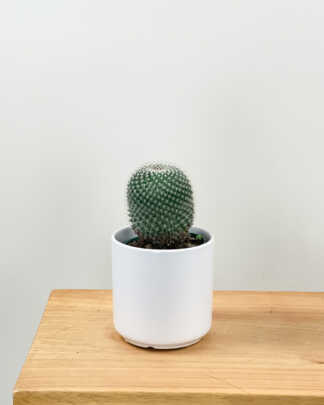 mammillaria hahniana