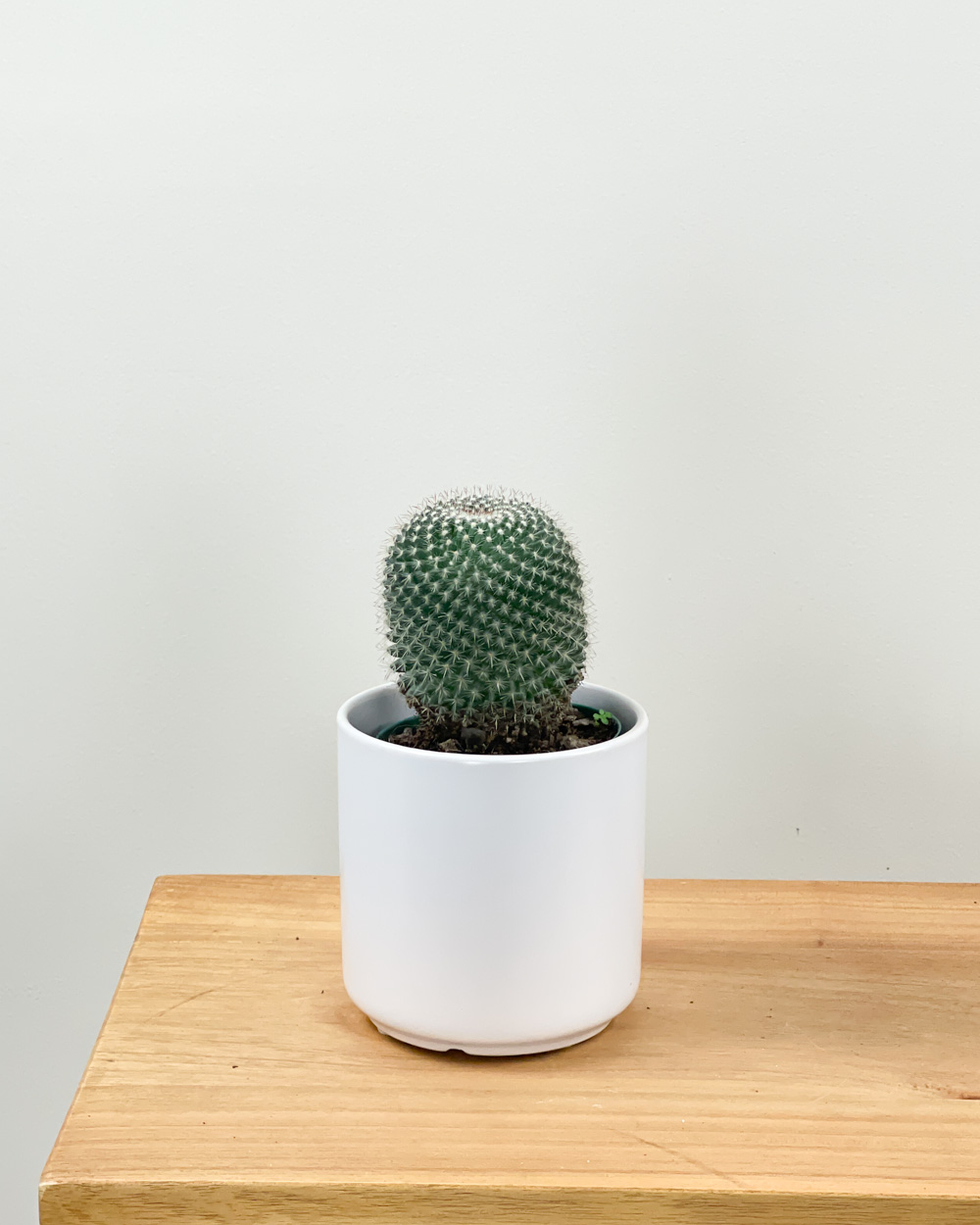 Old Lady Cactus | PlantVine