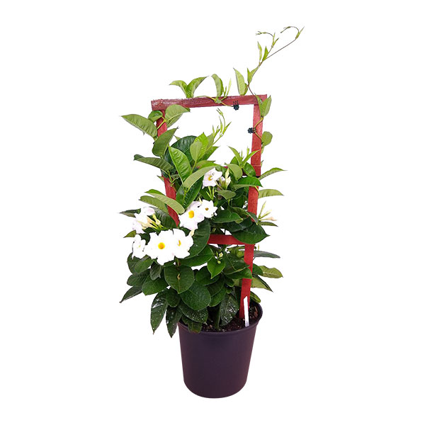 Buy Mandevilla White, Dipladenia Free Shipping over 100