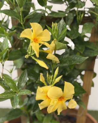 Yellow Mandevilla