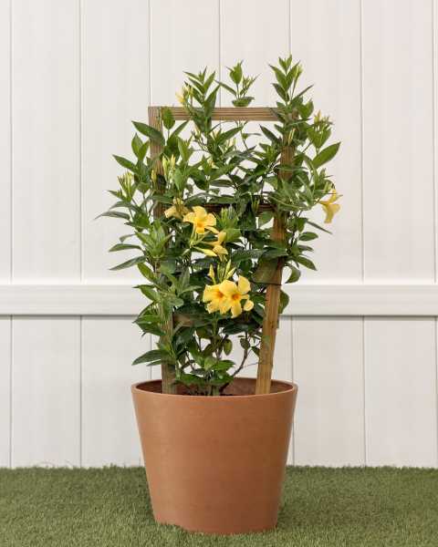 Large, Trellis Large, Trellis