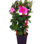 mandevilla amabilis alice dupont large trellis