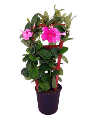 mandevilla amabilis alice dupont large trellis