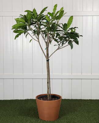 Sapodilla