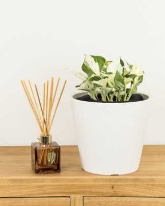 Manjula Pothos