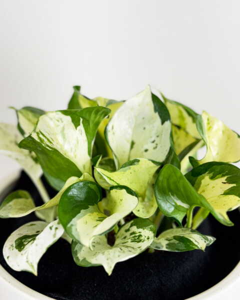 Foliage Foliage