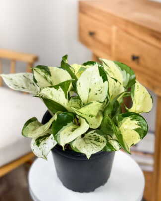 Manjula Pothos
