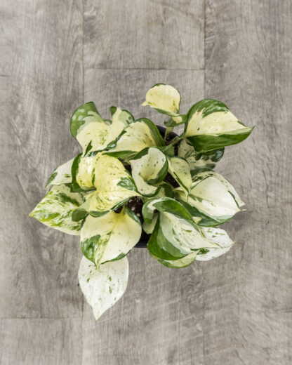 Manjula Pothos