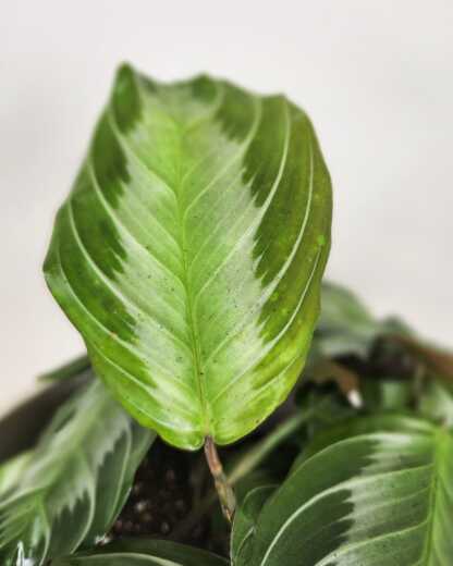 Maranta Silver Band